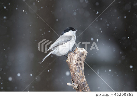 ハシブトガラ　札幌市 45200865