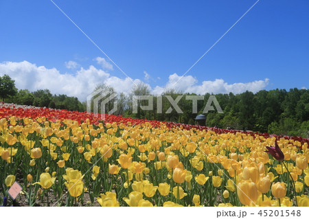 滝野スズラン公園 滝野スズラン公園 45201548