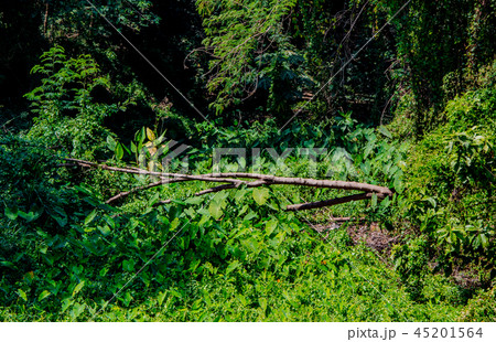 Nice rural landscape 45201564