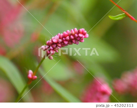 イヌタデ 45202313