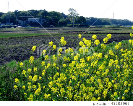 田植え前 田植え前 45202965