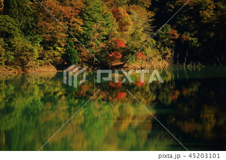 紅葉の徳山ダム 45203101