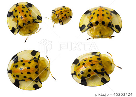 Strange bugs 45203424