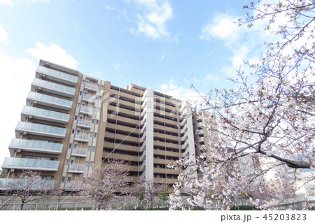 目黒川の桜 目黒川の桜 45203823