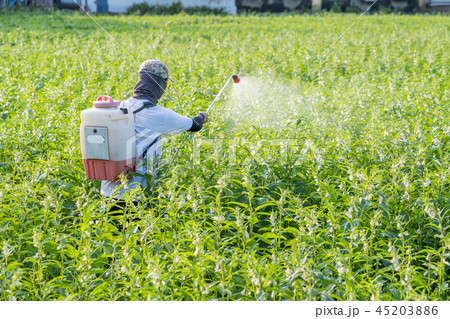 農家 農夫 農民 45203886