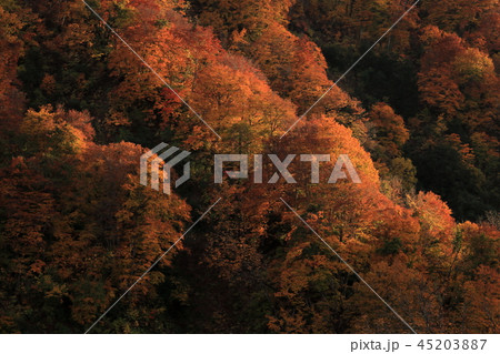 西日に照らされた紅葉 45203887