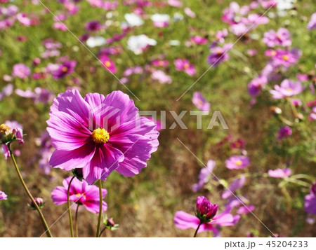 コスモスの花　コスモス　秋桜 45204233