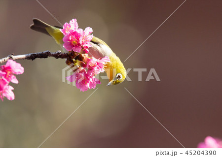 花と鳥 花鳥 鳥 45204390