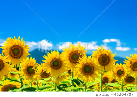 ひまわり・夏イメージ 45204707