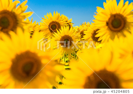ひまわり・夏イメージ 45204805