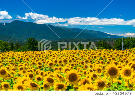 ひまわり・夏イメージ 45204978