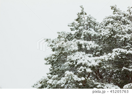 Pine branches after snowfall Pine branches after snowfall 45205763
