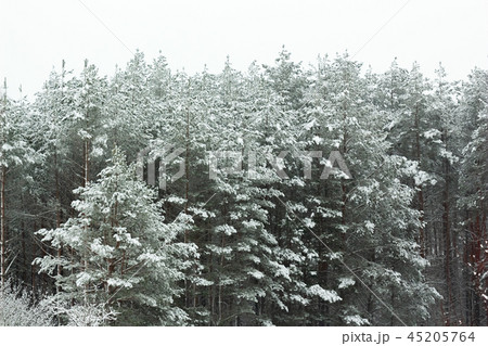 Beautiful slender pine forest in winter Background 45205764