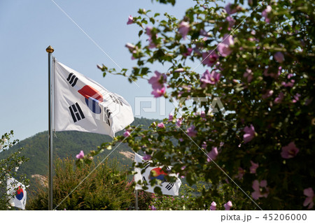 太極旗 ムクゲ 韓国 45206000