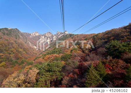 大屯 紅葉 秋 45206102