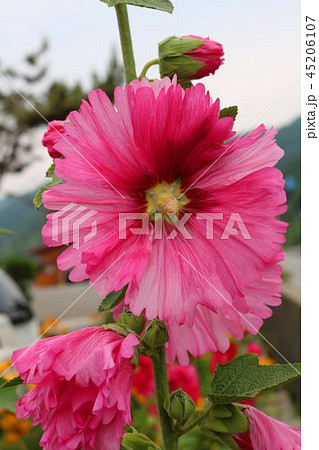 タチアオイの花 タチアオイの花 45206107