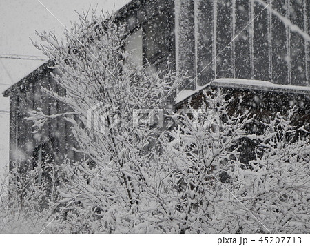 雪 冬 45207713