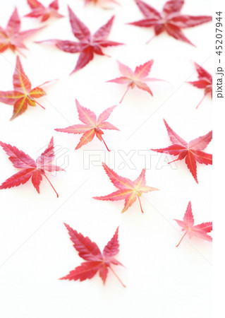 紅葉 紅葉 45207944