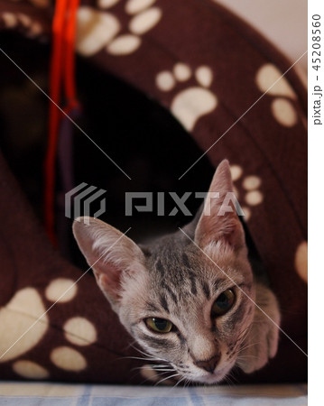 cute short hair young asian kitten cat home pet cute short hair young asian kitten cat home pet 45208560