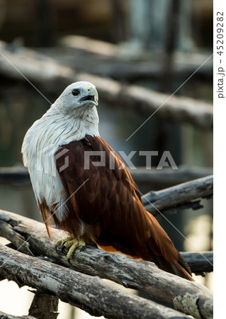 Red-backed sea-eagle 45209282
