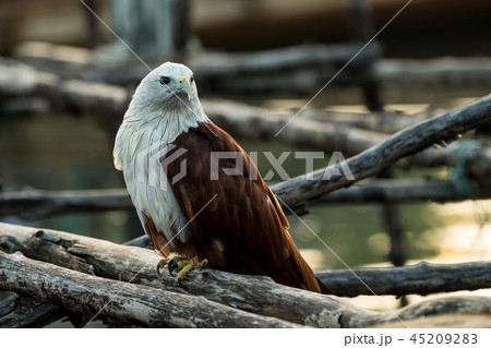 Red-backed sea-eagle 45209283