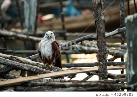 Red-backed sea-eagle 45209285