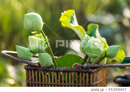Green lotus Flower Green lotus Flower 45209447