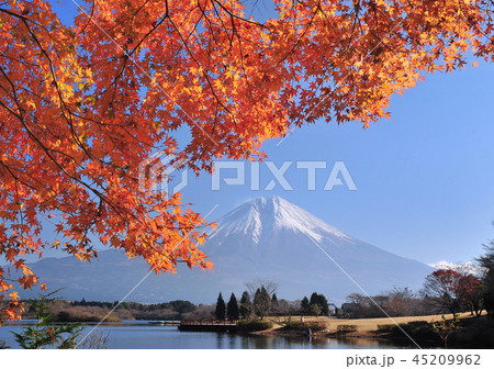田貫湖畔のモミジと富士山-77500 45209962