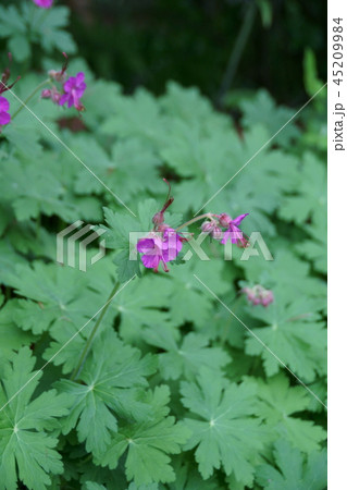 ゲラニウム マクロリズム 大きなふうろ草です。 ゲラニウム マクロリズム 大きなふうろ草です。 45209984