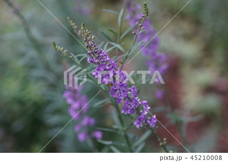 リナリアプルプレア 花言葉は「この恋に気づいて」の写真素材 [45210008] - PIXTA