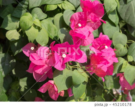 Pink Bougainvillea flower or paper flower 45210178