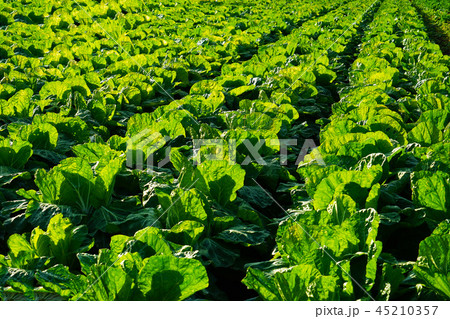 レタス畑 45210357