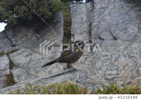 自動車 車 飛車 45210399