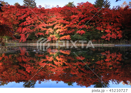 [長野県]　雲場池の紅葉_軽井沢 45210727