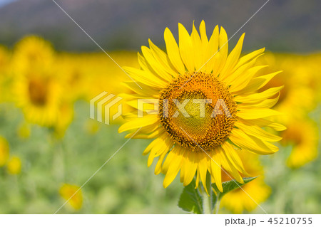 Closeup Beautiful of a Sunflower or Helianthus in  45210755