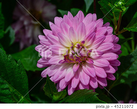 Dahlia flower blooming in spring time Dahlia flower blooming in spring time 45211072