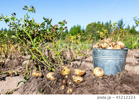 Freshly harvested organic potatoes in metal bucket Freshly harvested organic potatoes in metal bucket 45212223