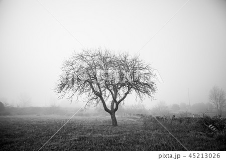 Dry tree in the mist Dry tree in the mist 45213026