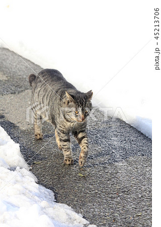 大雪が積もった日隙間のアスファルトを歩くキジトラ猫 大雪が積もった日隙間のアスファルトを歩くキジトラ猫 45213706