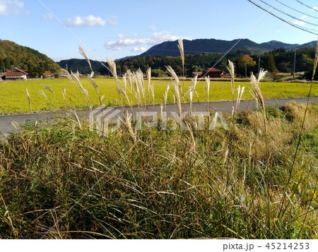 さんぽみち　 45214253