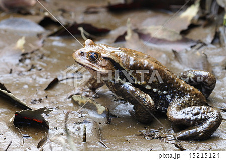 アズマヒキガエル 45215124