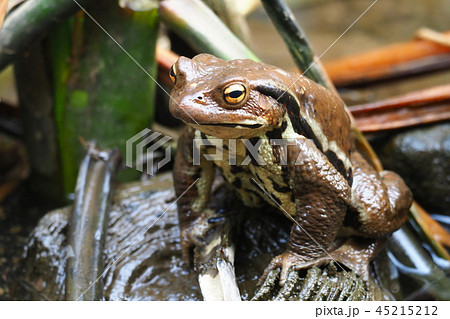 アズマヒキガエル 45215212
