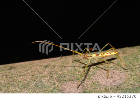 ヒゲナガサシガメの幼虫 45215370