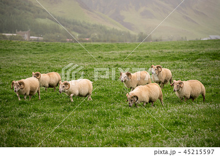 Sheep grazing in Iceland 45215597