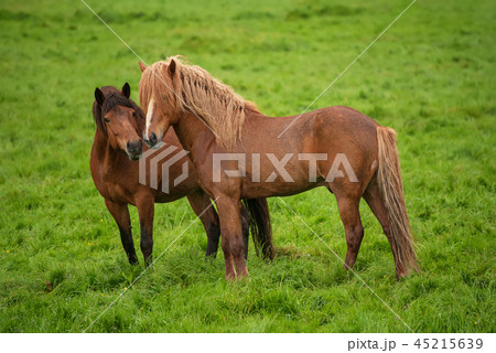Two icelandic horses 45215639