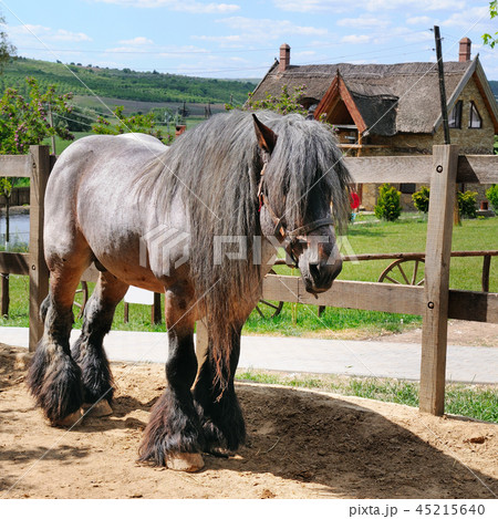 Beautiful Irish horse in an aviary on a ranch. 45215640