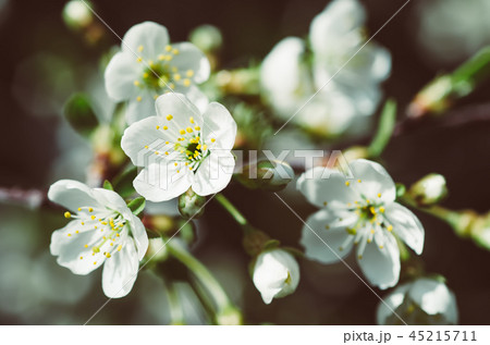 Cherry flowers frame 45215711