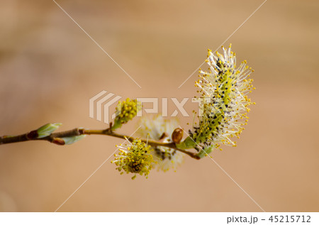 Blooming willow branch 45215712
