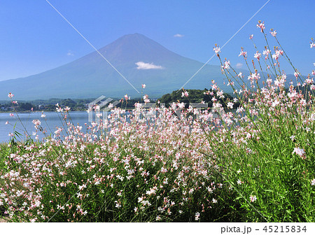 大石公園からの富士山-77291 大石公園からの富士山-77291 45215834