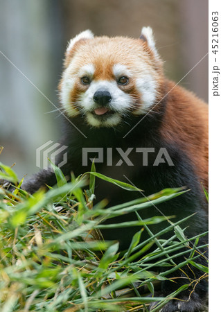 レッサーパンダ 45216063